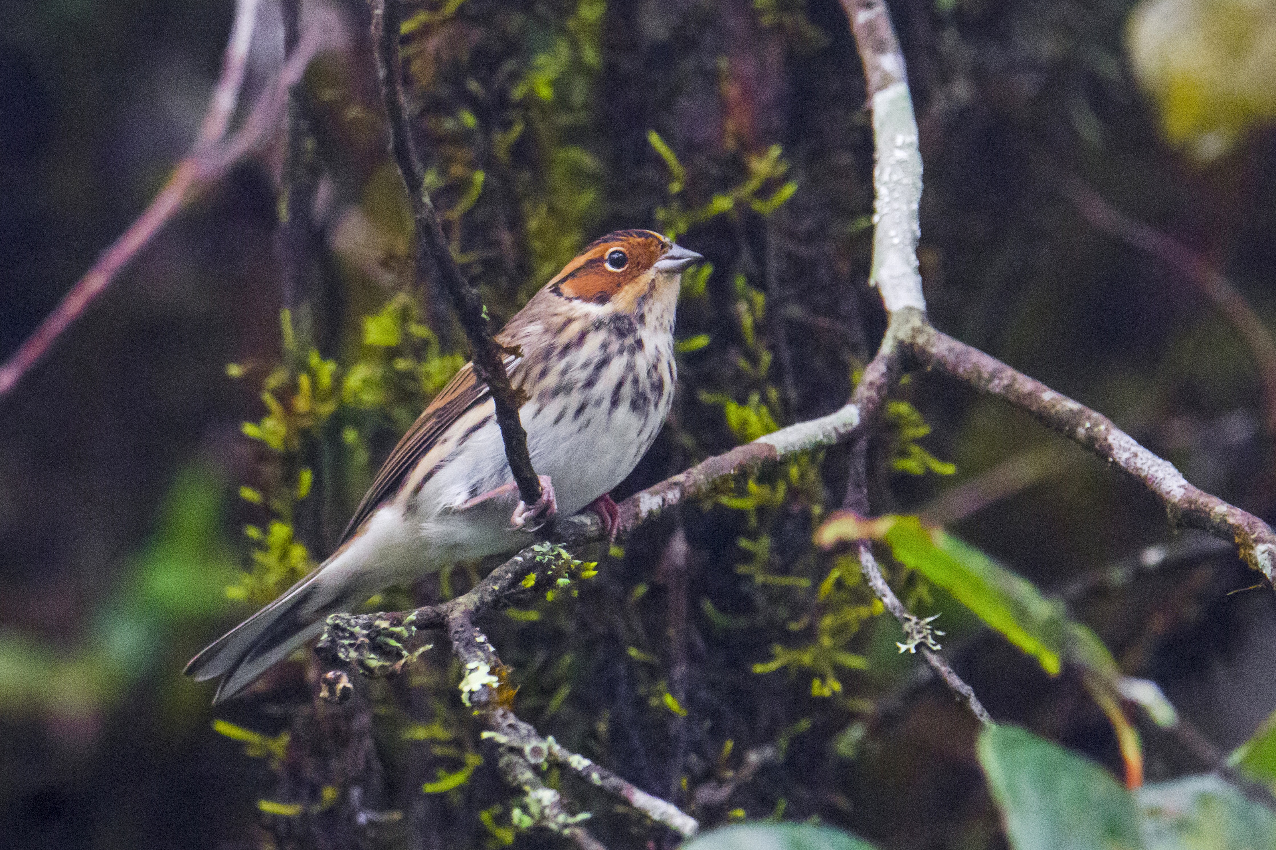 Little Bunting observed in Arunachal Pradesh