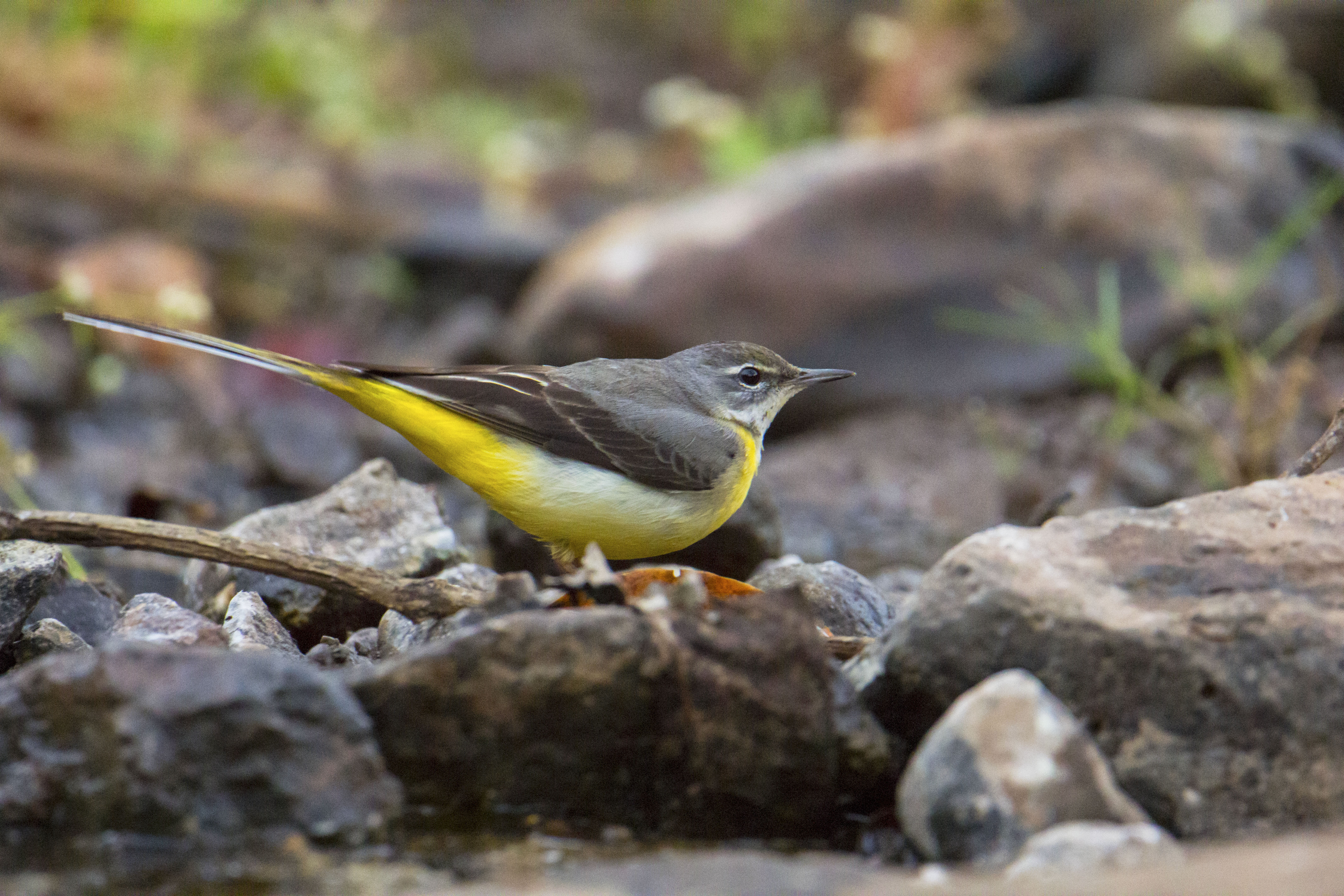 Grey Wagtail