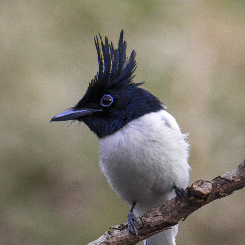 Indian Paradise Flycatcher
