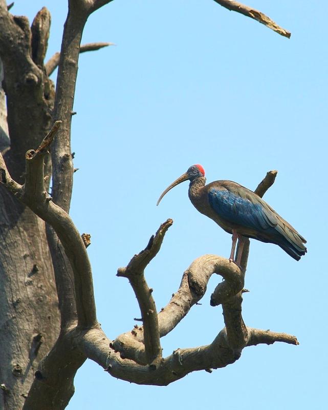 Red Napped Ibis