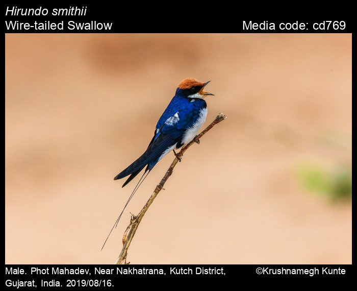 Hirundo smithii Leach 1818 Wire tailed Swallow Birds