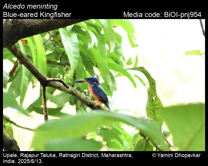 BiOI-pnj954