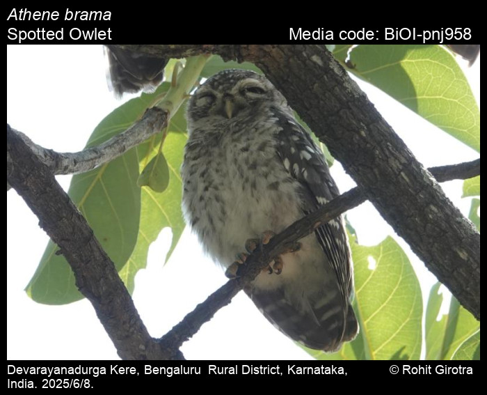 BiOI-pnj958
