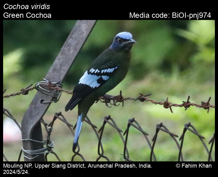 BiOI-pnj974