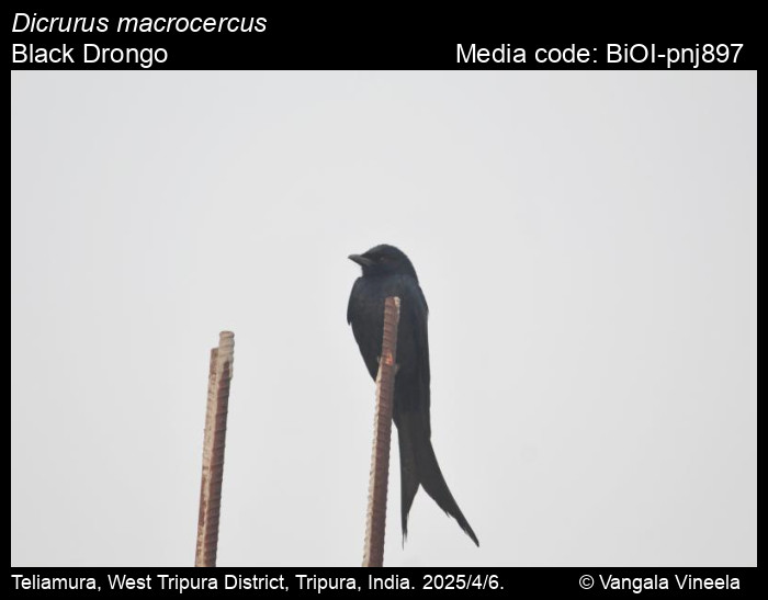 BiOI-pnj897