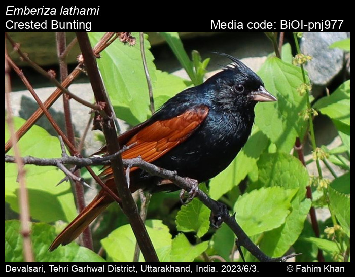 BiOI-pnj977