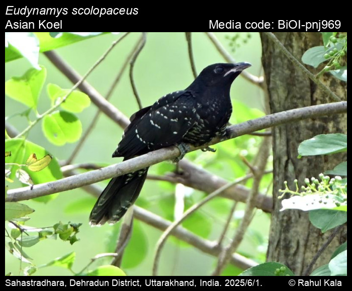 BiOI-pnj969