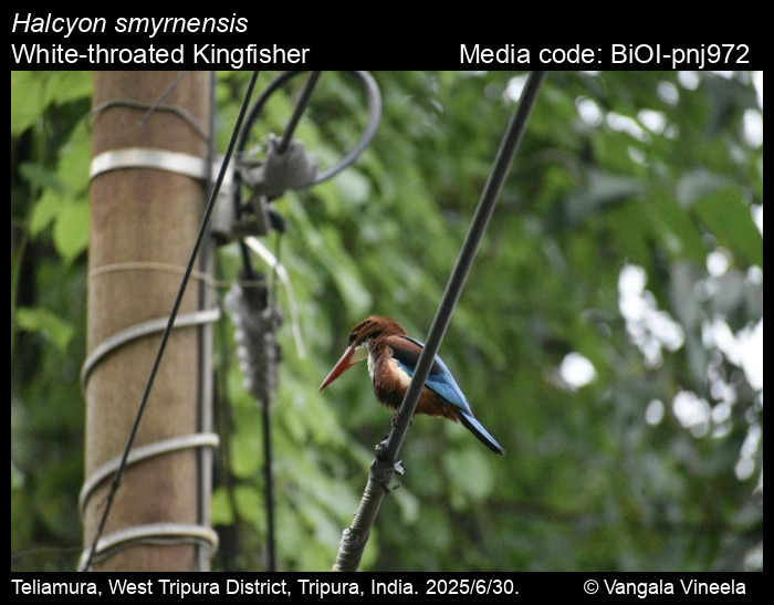 BiOI-pnj972