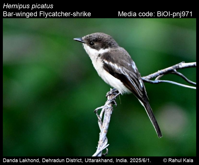 BiOI-pnj971