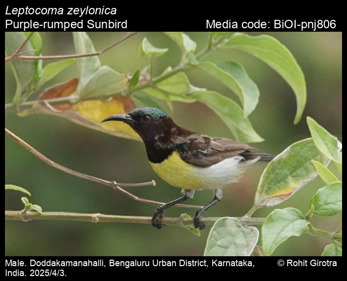 BiOI-pnj806