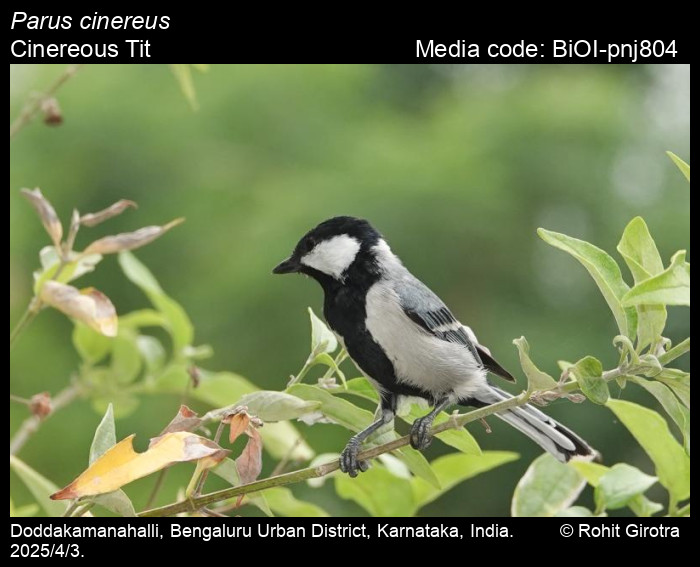 BiOI-pnj804