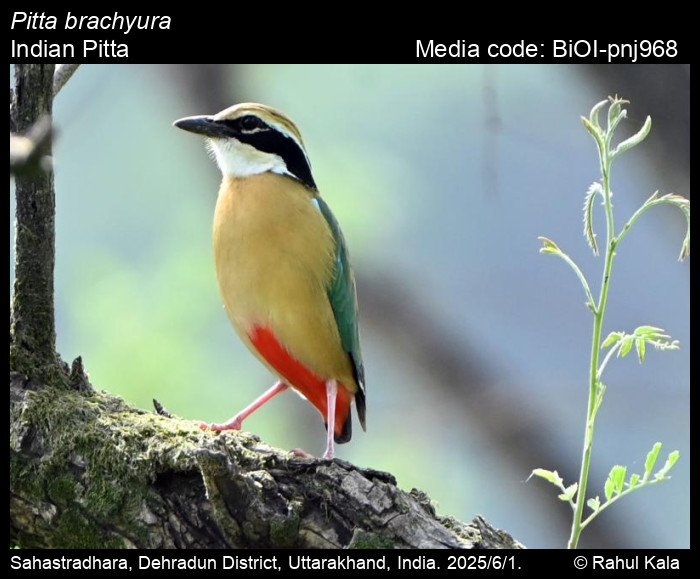 BiOI-pnj968