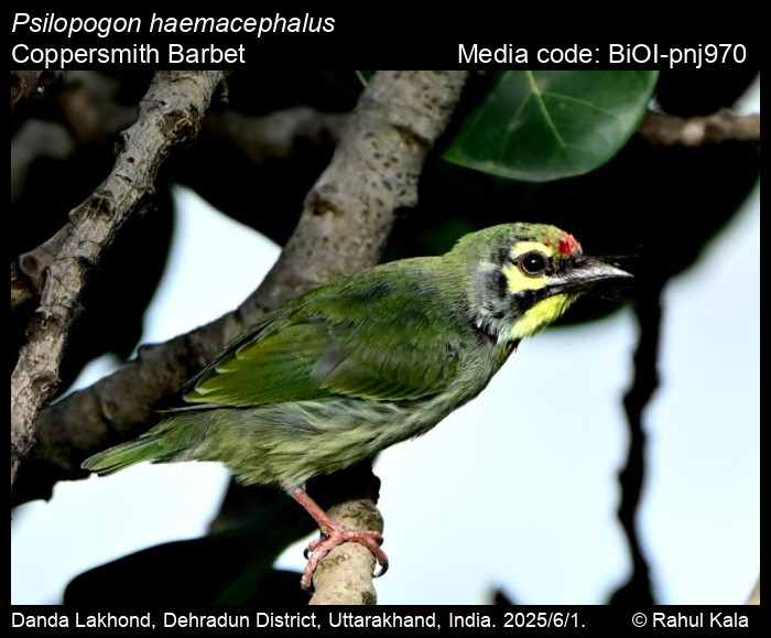 BiOI-pnj970