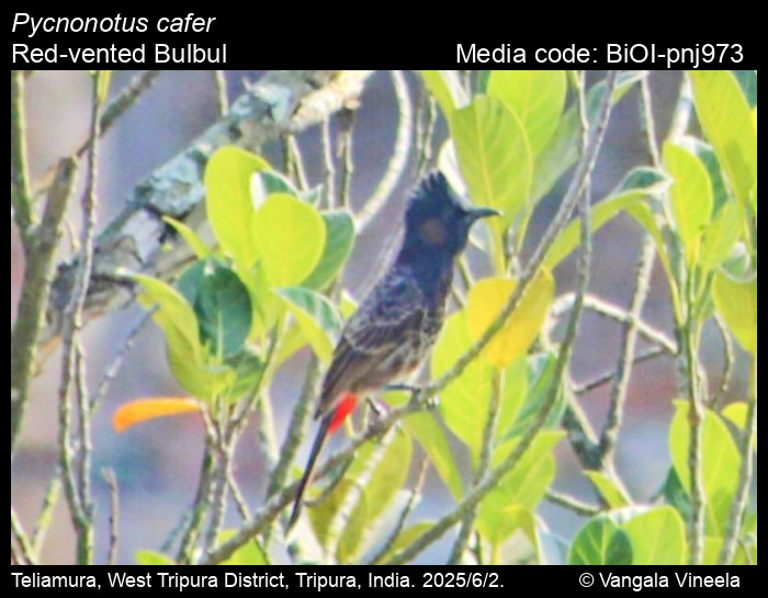 BiOI-pnj973