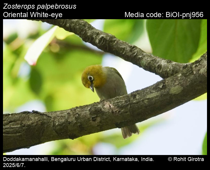 BiOI-pnj956