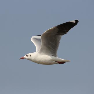 Brown-headed Gull