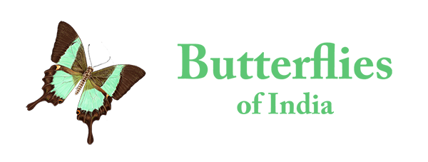 Butterflies of India